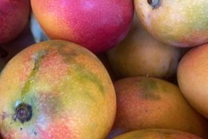 Hacienda Campo Rico: 2 timers historie og hestedemonstration