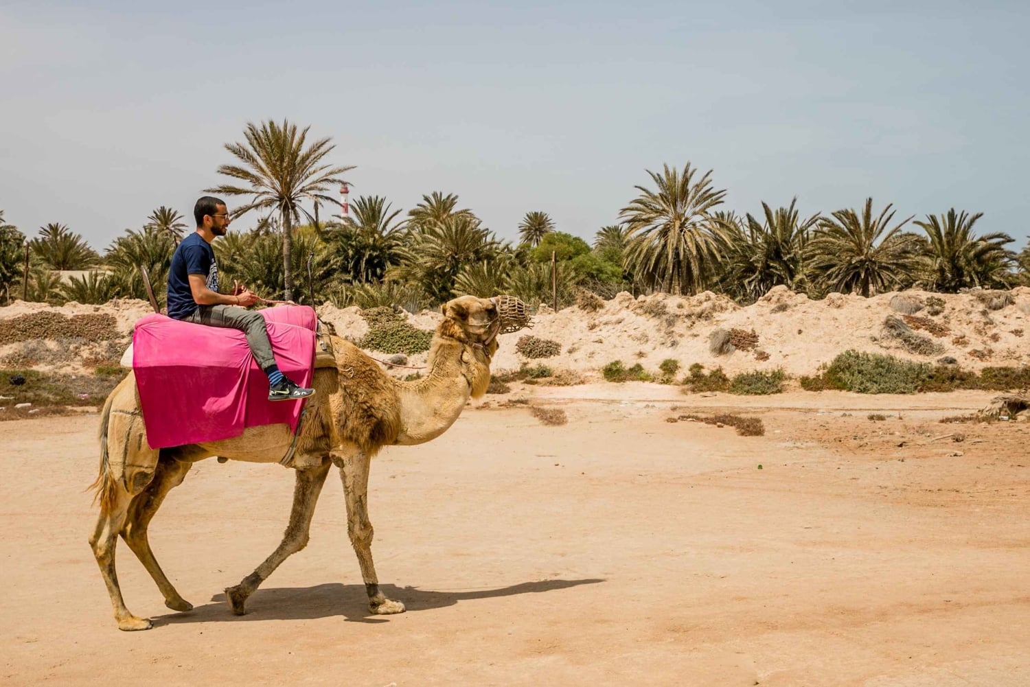 Hammamet: Guidet kamelridning