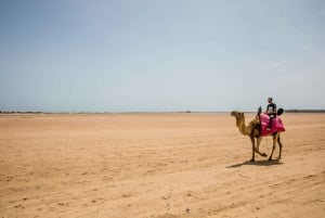Hammamet: Guidet kamelridning