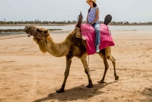 Hammamet: Guidet kamelridning