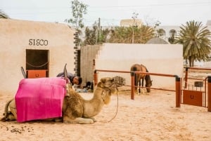 Hammamet: Guidet kamelridning