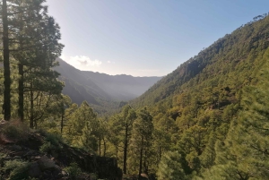 La Palma: San Antonio and Teneguia Volcanos Tour by 4x4 Bus