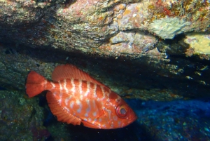 La Palma : plongée en apnée à Los Cancajos