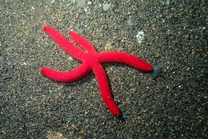 La Palma : plongée en apnée à Los Cancajos