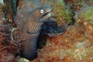 La Palma : plongée en apnée à Los Cancajos