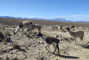 La Paz : visite guidée d'une journée à la montagne Chacaltaya et à la Vallée de la Lune