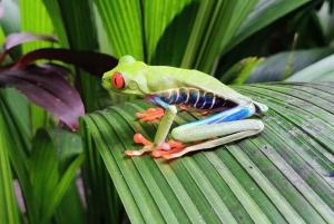 La Paz Wasserfall und Cinchona Tour