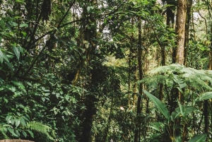La Paz Wasserfall und Cinchona Tour