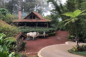 La Paz Wasserfall und Cinchona Tour