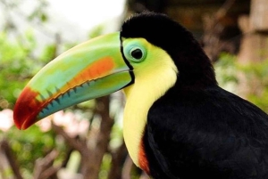 La Paz Wasserfall und Cinchona Tour