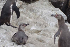 リマ：2日間：パロミノ島-アシカと泳ぐ+ワカチナ・オールインクルーシブ