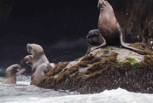 リマ：2日間：パロミノ島-アシカと泳ぐ+ワカチナ・オールインクルーシブ