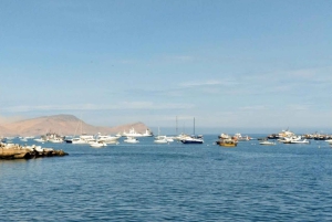 リマ：2日間：パロミノ島-アシカと泳ぐ+ワカチナ・オールインクルーシブ