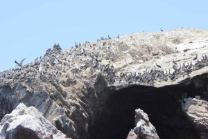 Lima: Transfer + Paracas + Huacachina + Sandboarding + Buggies