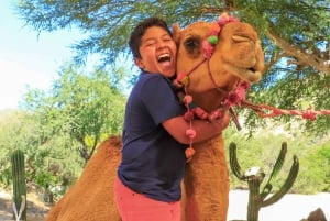 Los Cabos : Balade à dos de chameau dans le canyon et toboggans aquatiques à sensations fortes
