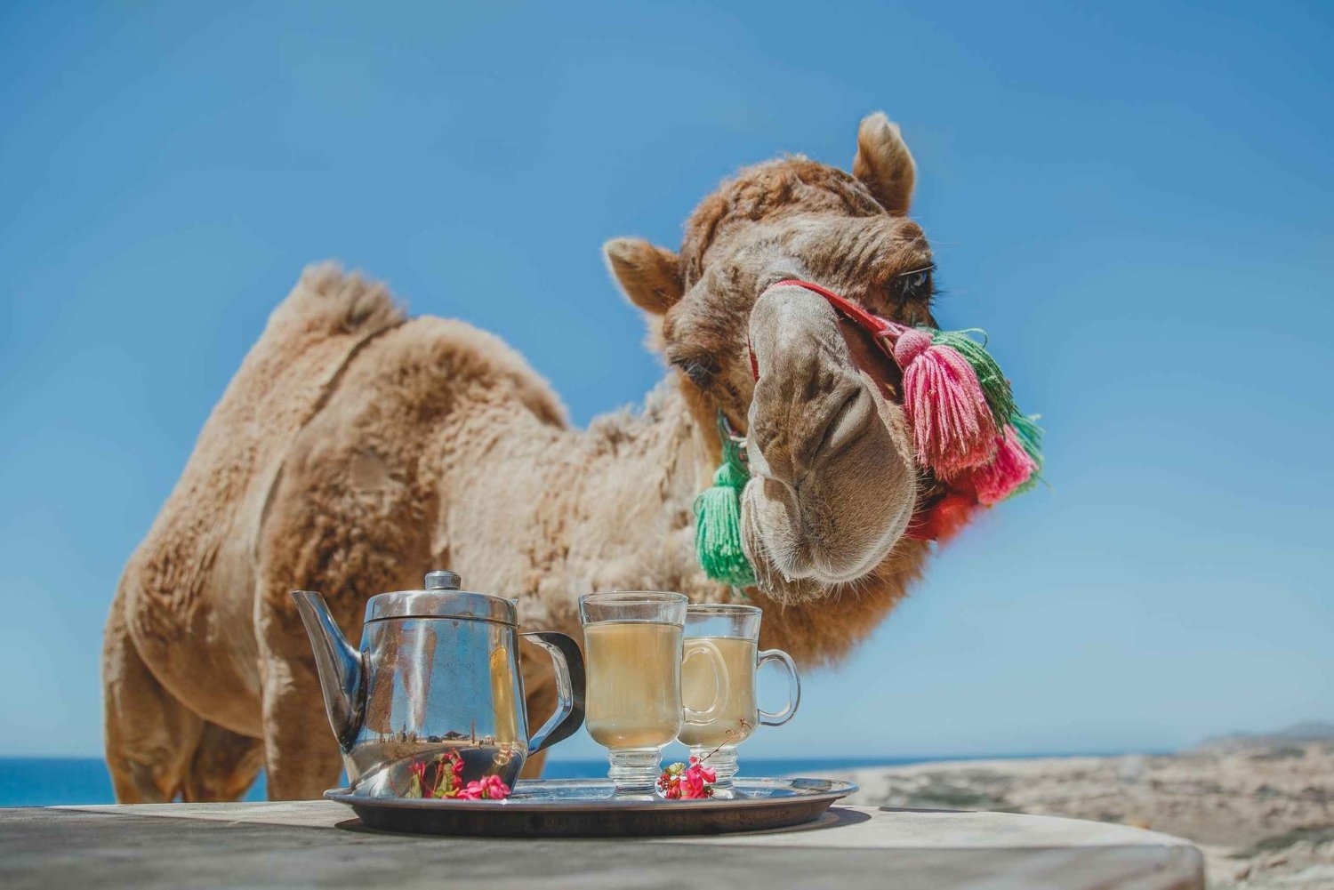 Los Cabos: Kamelritt-Safari mit Mittagessen und Tequila-Verkostung