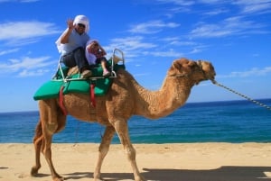 Los Cabos: Camel Ride Safari with Lunch and Tequila Tasting