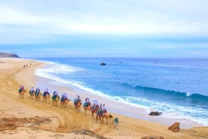 Los Cabos: Camel Ride Safari with Lunch and Tequila Tasting