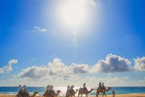 Los Cabos: Camel Ride Safari with Lunch and Tequila Tasting