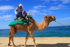 Los Cabos: Camel Ride Safari med lunch och tequilaprovning