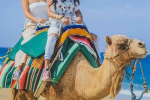 Los Cabos: Camel Ride Safari med lunch och tequilaprovning