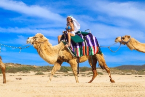 Los Cabos: Camel Ride Safari med lunch och tequilaprovning