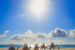 Los Cabos: Camel Ride Safari med lunch och tequilaprovning