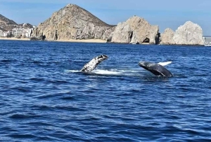 Los Cabos: Snorkling i Santa Maria og Chileno Bay