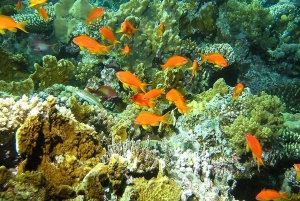 Los Cabos: Snorkling i Santa Maria og Chileno Bay