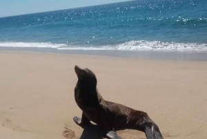 Los Cabos: Snorkling i Santa Maria og Chileno Bay