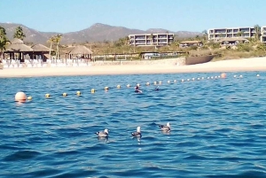 Los Cabos: Snorkling i Santa Maria og Chileno Bay
