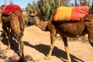 Marrakesz: godzinna przejażdżka na wielbłądzie przez gaj palmowy