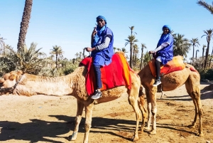 Marrakech: giro in cammello nell'Oasi Palmeraie