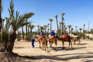 Marrakech: giro in cammello nell'Oasi Palmeraie