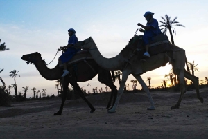 Promenade à dos de chameau dans la palmeraie de Marrakech