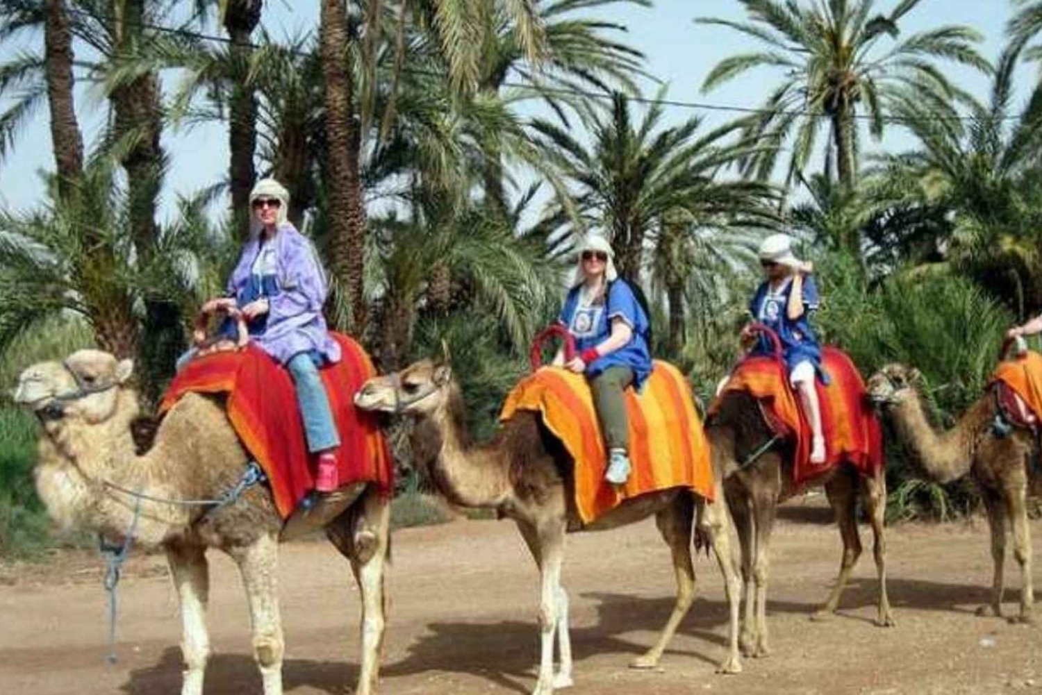 Marrakech: Camel ride in the Palmeraie oasis