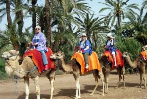 Marrakech: Camel ride in the Palmeraie oasis