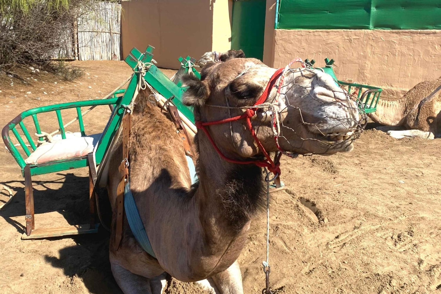 Maspalomas: jazda na wielbłądzie z przewodnikiem po wydmach Maspalomas