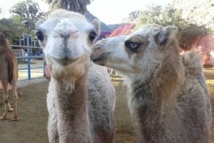 Maspalomas: jazda na wielbłądzie z przewodnikiem po wydmach Maspalomas