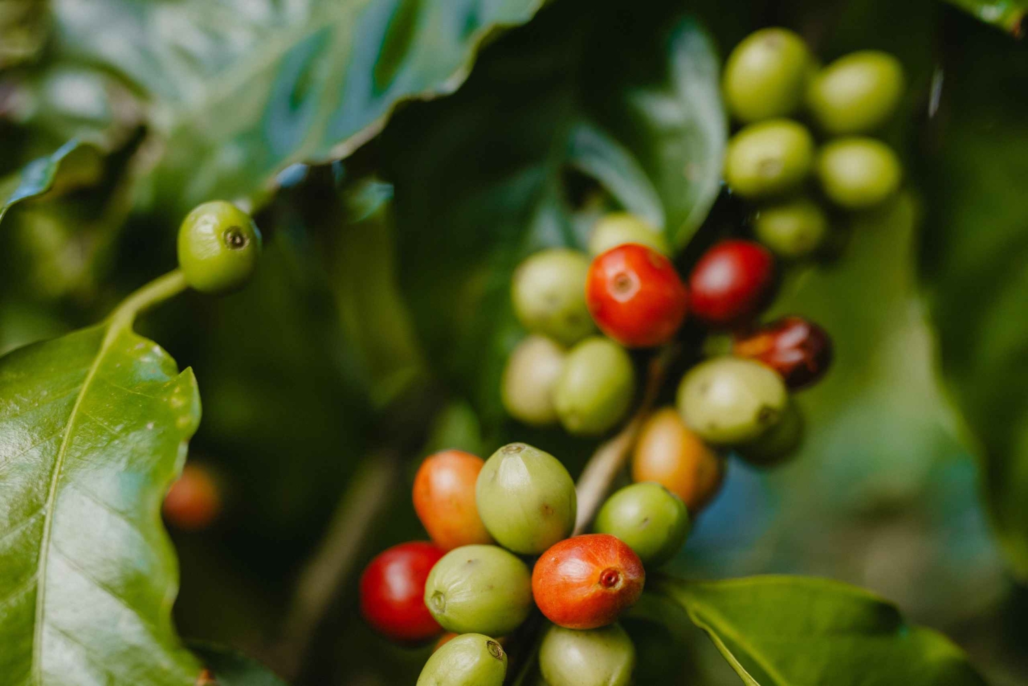 Mauritius: Chamarel Coffee Plantation Guided Tour