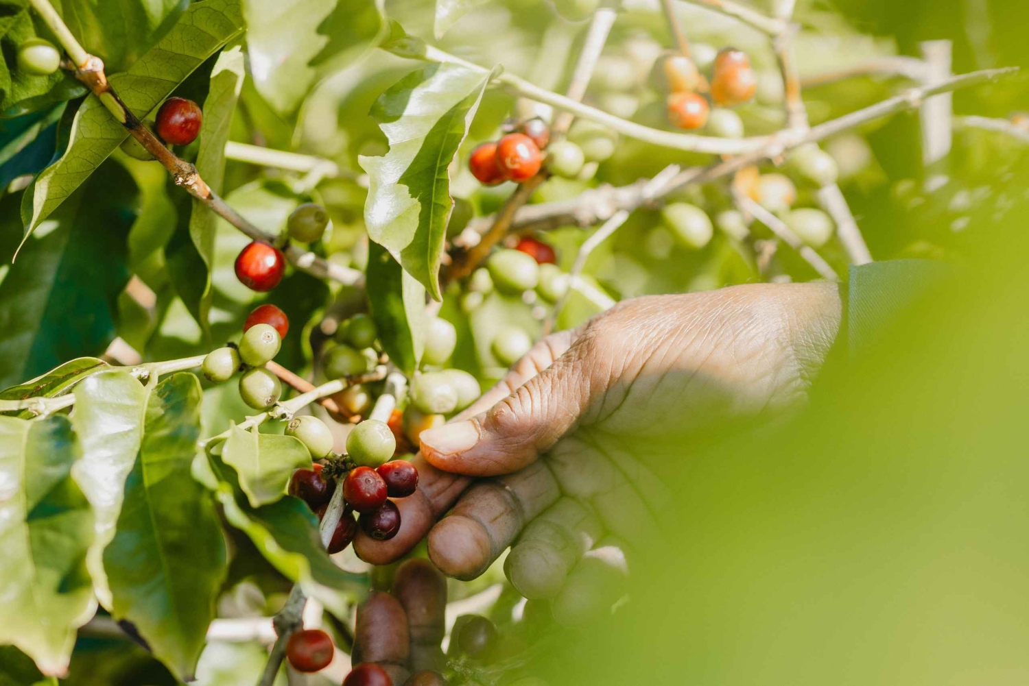 Mauritius: Chamarel Coffee Plantation Guided Tour