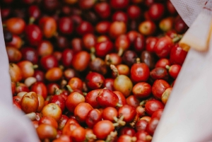 Mauritius: Chamarel Coffee Plantation Guided Tour