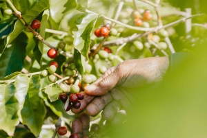 Mauritius: Chamarel Coffee Plantation Guided Tour