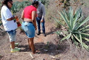 Mazatlán: Beach & Jungle ATV Tour w/ Lunch & Tequila Tasting