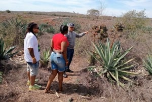 Mazatlán: Beach & Jungle ATV Tour w/ Lunch & Tequila Tasting