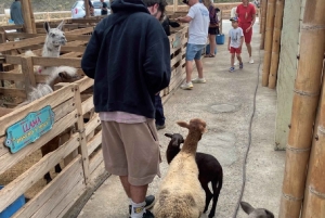 Medellín: traslado puerta a puerta a Guatapé y Medellín.
