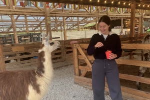 Medellín: traslado puerta a puerta a Guatapé y Medellín.
