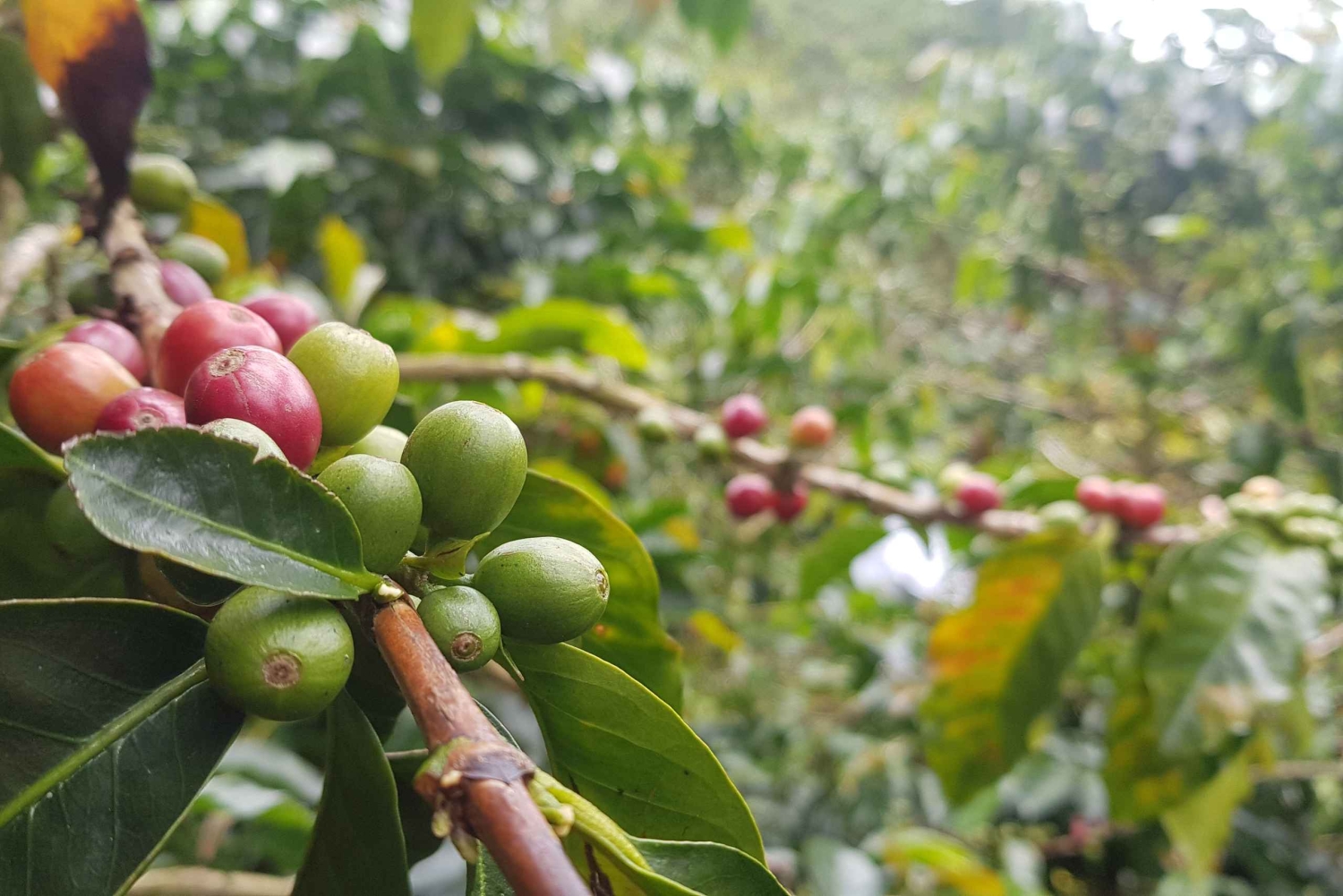 Medellin: Guatape, El Peñol Coffee Farm Private Tour & Fruit