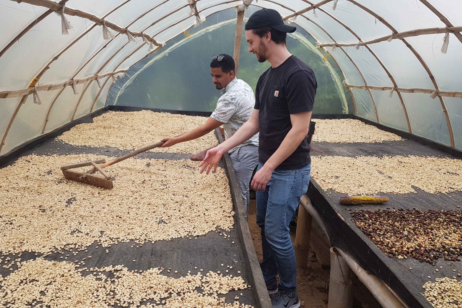 Medellin: Guatape, El Peñol Coffee Farm Private Tour & Fruit