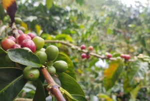 Medellin: Guatape, El Peñol Coffee Farm Private Tour & Fruit